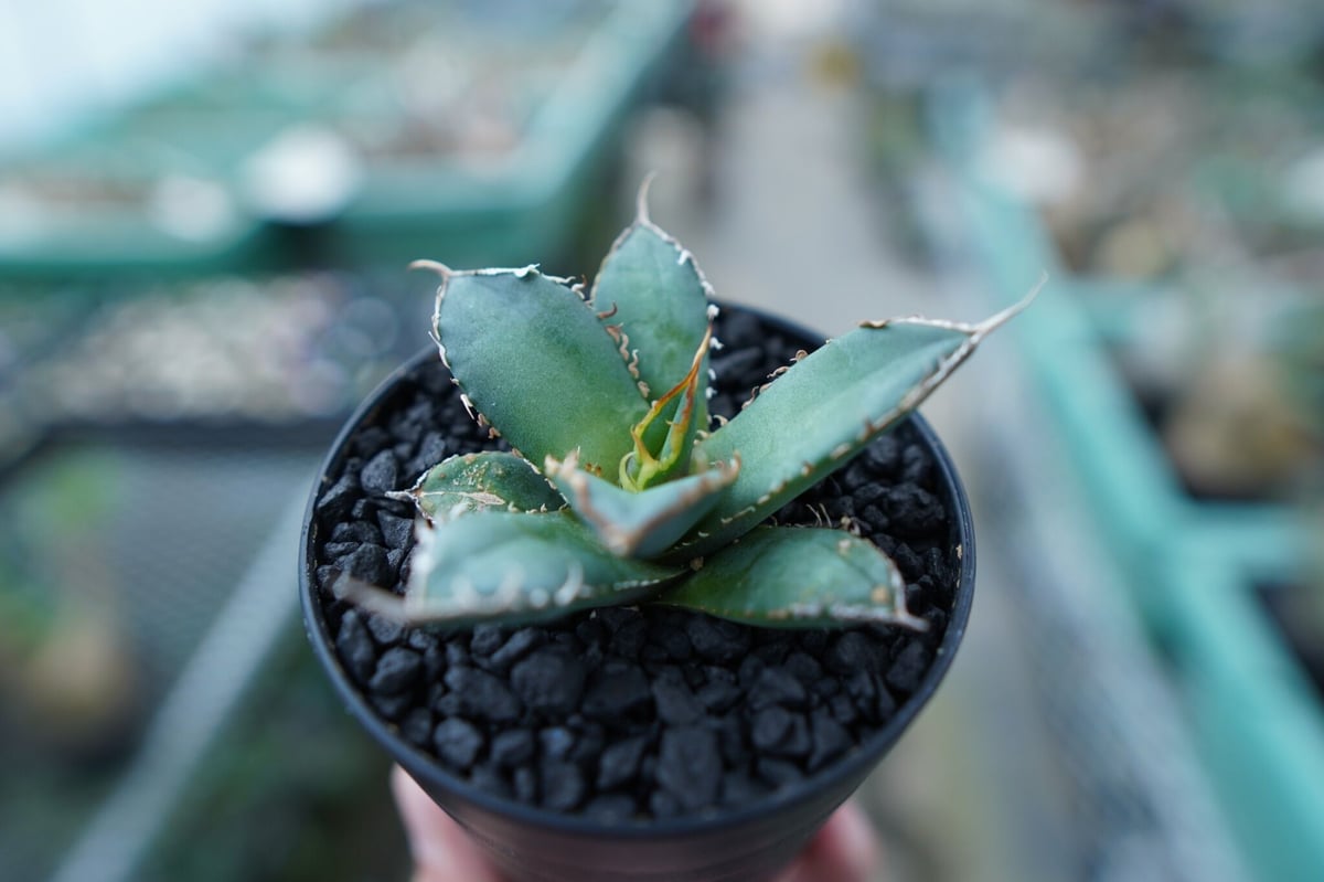 アガベ チタノタ FO-76 Agave titanota FO-76 No.20 | ma