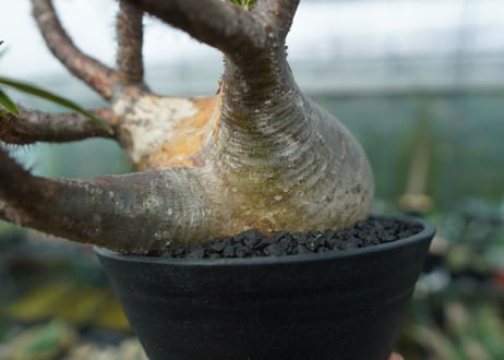 パキポディウム　グラキリス　Pachypodium gracilius　No.1