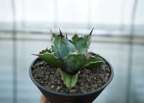 アガベ　チタノタ　 ブラックアンドブルー 　Agave titanota black and blue No.2