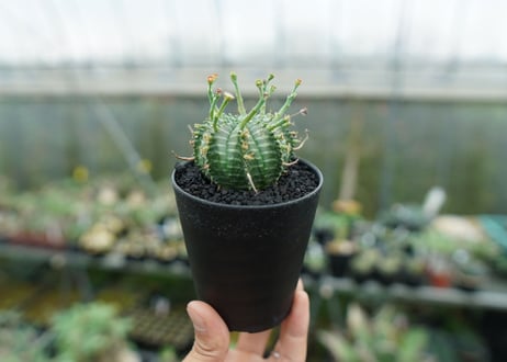 ユーフォルビア　バリダ　Euphorbia valida　No.5