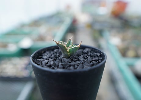 アガベ　チタノタ　FO-76　Agave titanota  FO-76　No.2