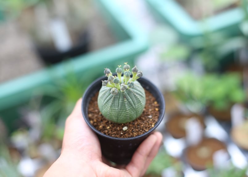 ユーフォルビア オベサ | mana's farm:塊根植物・アガベ・ドライ