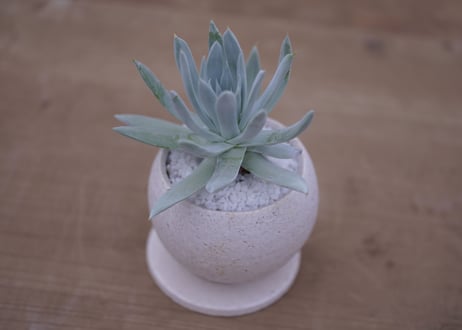 ダドレア　クサンチ　Dudleya  xantii