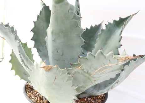 Agave colorata super selected clone blue leaf