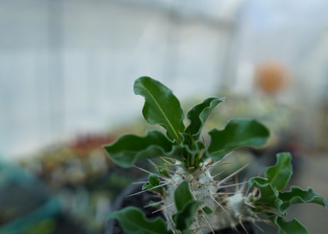 パキポディウム　サンデルシー　Pachypodeium saundersii  No.4