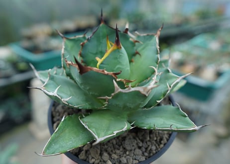 アガベ　チタノタ　FO-76　agave titanota  FO-76