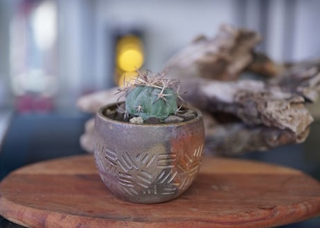 Echinocactus horizonthalonius