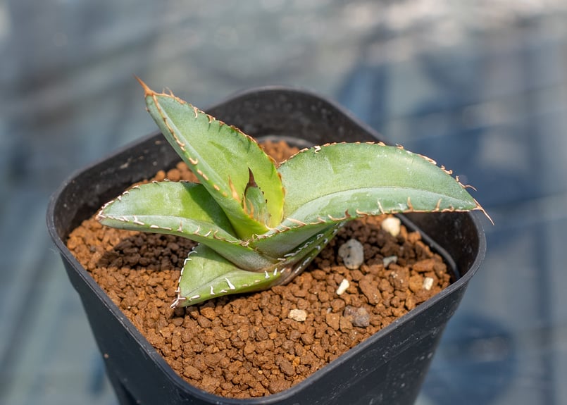 アガベ チタノタブルー 沖縄実生 | mana's farm:塊根植物・アガベ アガベ チタノタブルー 沖縄実生 | mana's farm:塊根植物・アガベ