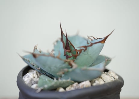 Agave WhiteIce