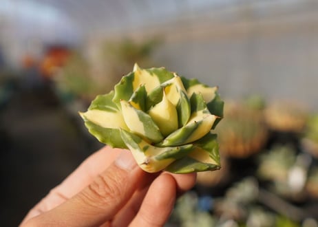 agave 王妃雷神黄中斑 NO.4