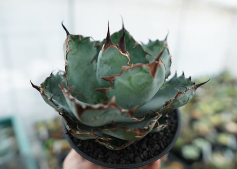 アガベ　チタノタ　 ブラックアンドブルー 　Agave titanota black and blue　NO.3