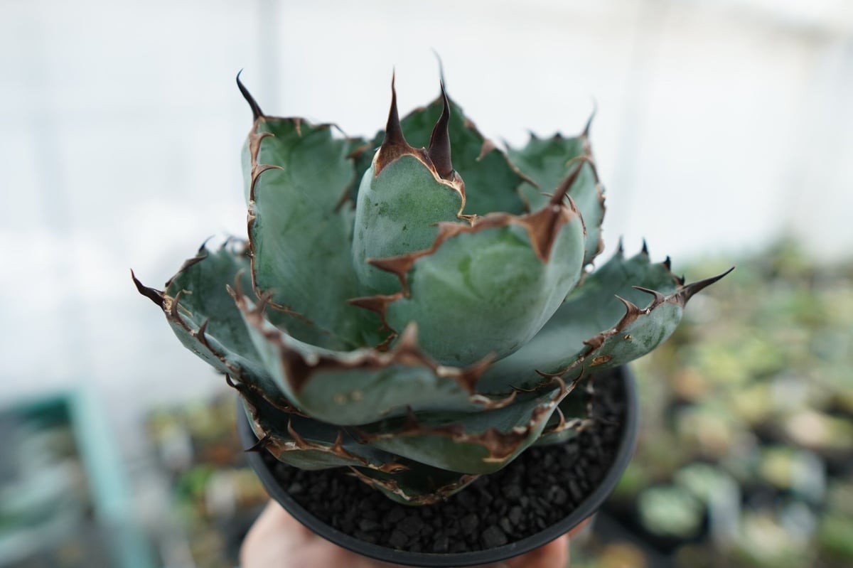 アガベ チタノタ ブラックアンドブルー Agave titanota black and