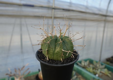 ユーフォルビア　スーパーバリダ　Euphorbia super valida  No.1