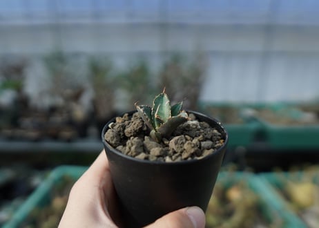 カキコアガベ　チタノタ　FO-76　agave titanota  FO-76　子株　A13
