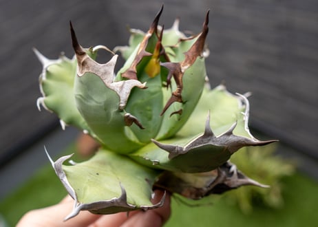 Agave titanota dwarf 姫厳龍 B NO.1