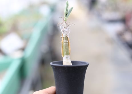 セサモサムヌス　リバエ