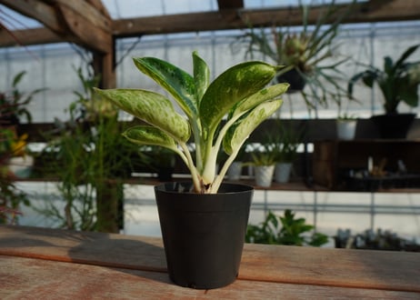アグラオネマ　カンクン　Aglaonema “Kankun”