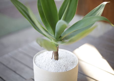 アガベ アテナータ　Agave attenuata