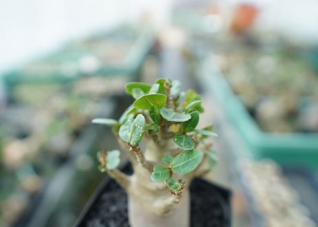 アデニウム　Adenium　No.1