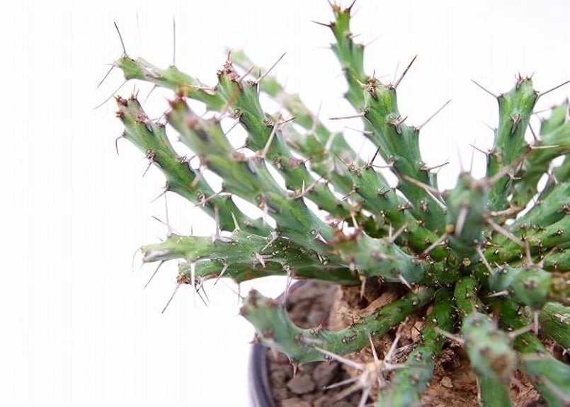 ユーフォルビア シミリラメア | mana's farm:塊根植物・アガベ・ドライ