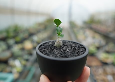 フォッケア　エデュリス　”火星人”　Fockea edulis  No.2