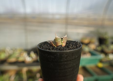 アガベ　チタノタ　鬼爪雪峰  Agave titanota “Onitsume Yukimine”
