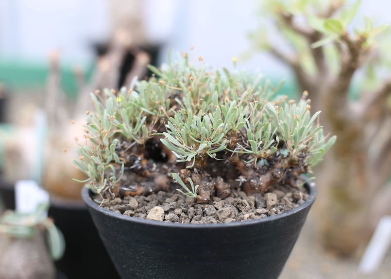 【特選株】イチオシです！オトンナ ユーフォルビオイデス 塊根植物 塊根部ぷっくり☆ オトンナ ユーフォルビオイデス 黒鬼城 冬型塊根植物