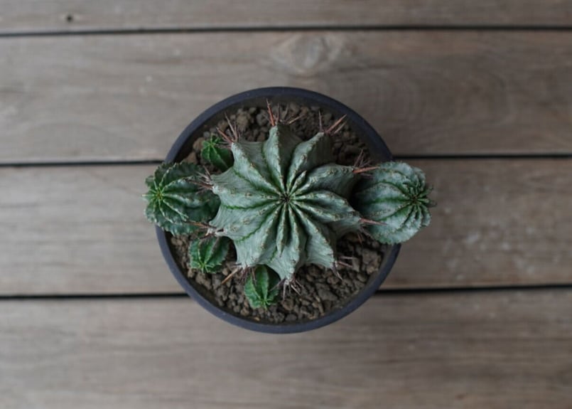 ユーフォルビア ホリダ Euphorbia horrida | mana's farm:塊根植