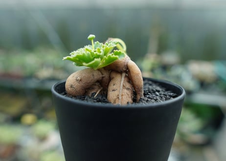 オトンナ　チュベローサ　Othonna tuberosa No.1