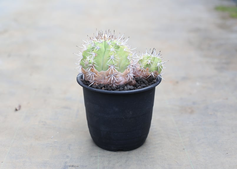 コピアポア 豪槍丸 マレッティアーナ | mana's farm:塊根植物・アガベ