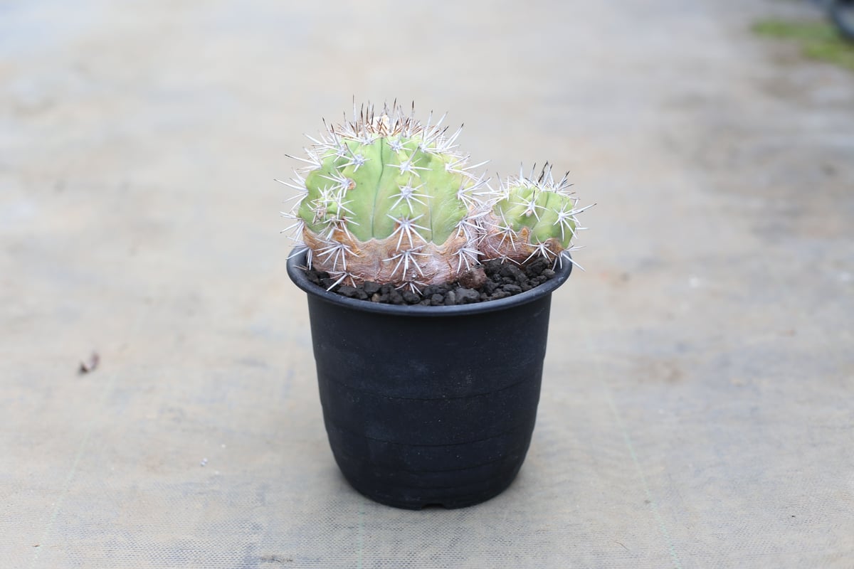 コピアポア 豪槍丸 マレッティアーナ | mana's farm:塊根植物・アガベ