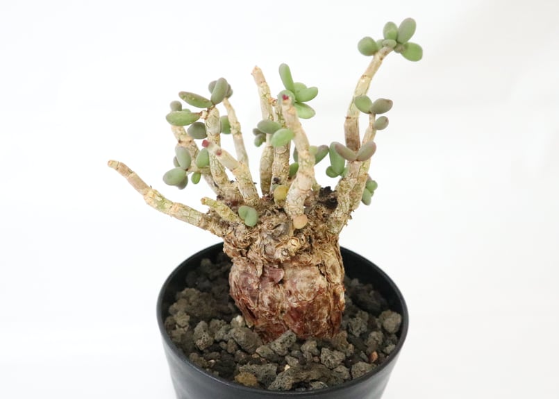 ケラリア ピグマエア | mana's farm:塊根植物・アガベ・ドライ