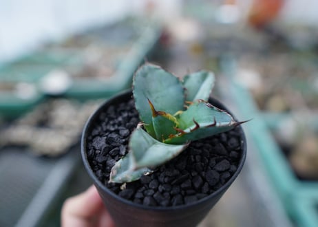 アガベ　チタノタ　 ブラックアンドブルー 　Agave titanota black and blue　No.12