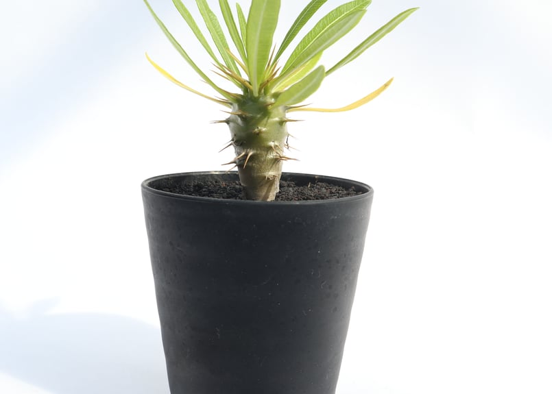 パキポディウム アンボンゲンセ | mana's green:塊根植物販売 パキポディウム アンボンゲンセ | mana's green:塊根植物販売