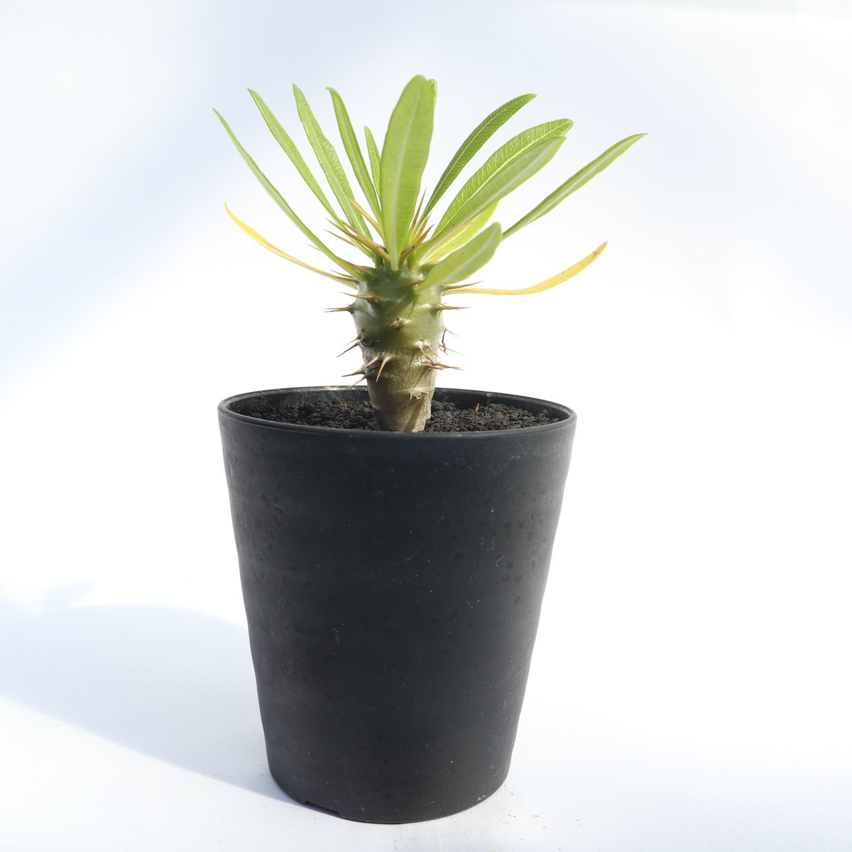 パキポディウム アンボンゲンセ | mana's farm:塊根植物・アガベ