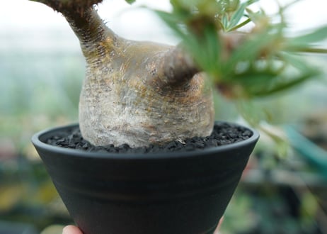 パキポディウム　グラキリス　 Pachypodium Gracilius  No.4