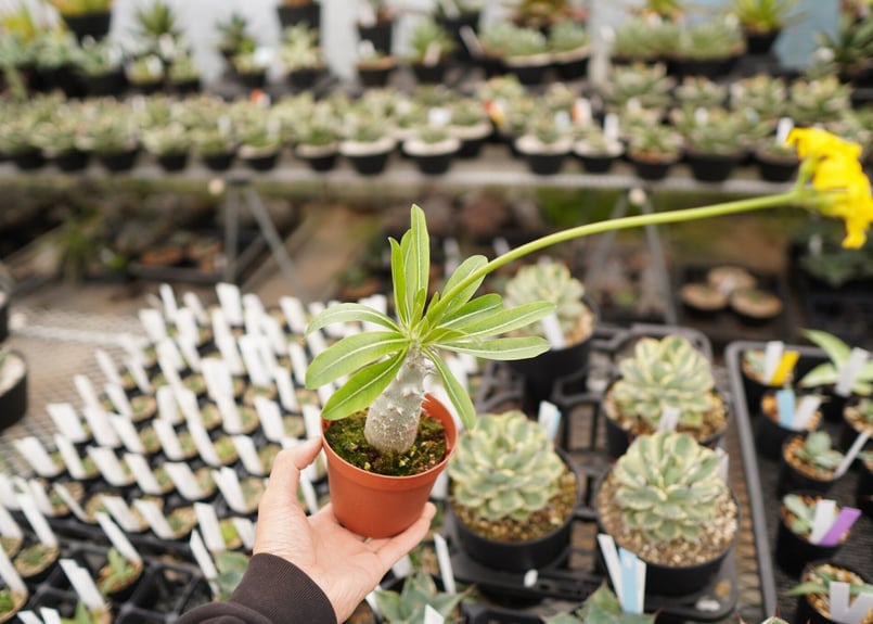 パキポディウム デンシフローラム 大 A NO.1 | mana's farm:塊根植物