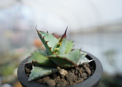 アガベ　チタノタ　ブルー　Agave Titanota Blue　No.2
