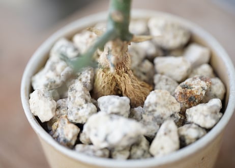 Euphorbia stenoclada