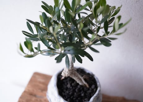 Olive Bonsai