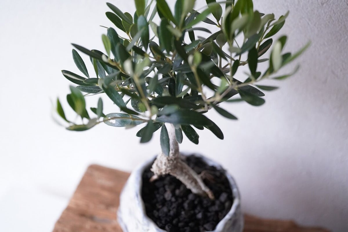 Olive Bonsai | mana's green:塊根植物販売|マナズグリーン