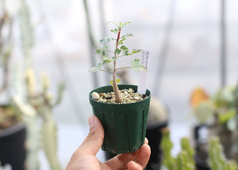 パキコルムス ディスカラー 像の木 実生 | mana's farm:塊根植物
