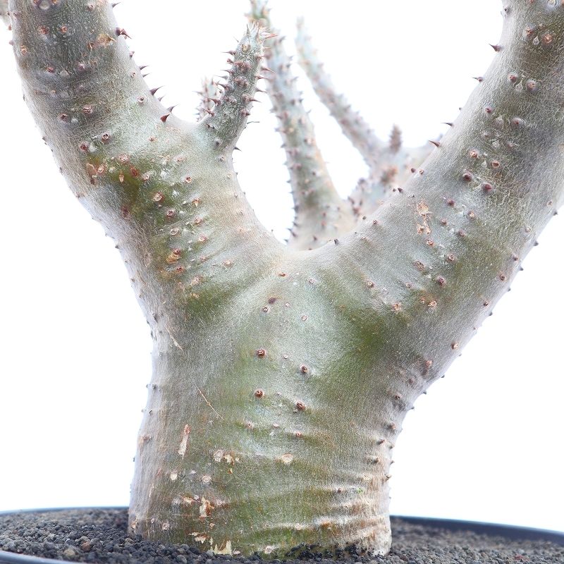 パキポディウム マカイエンセ | mana's farm:塊根植物・アガベ・ドライ