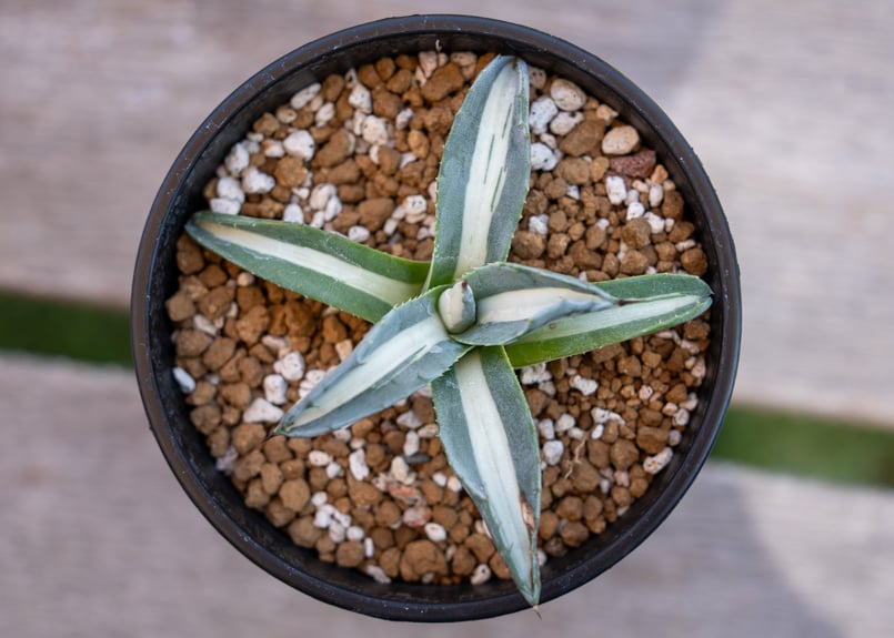 アガベ 華厳 | mana's farm:塊根植物・アガベ・ドライガーデン植物販売