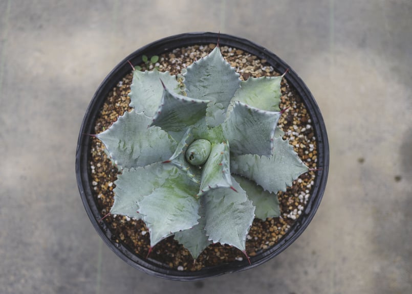 アガベ イシスメンシス | mana's farm:塊根植物・アガベ・ドライ