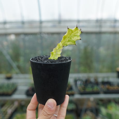 イエローゴースト | STORES