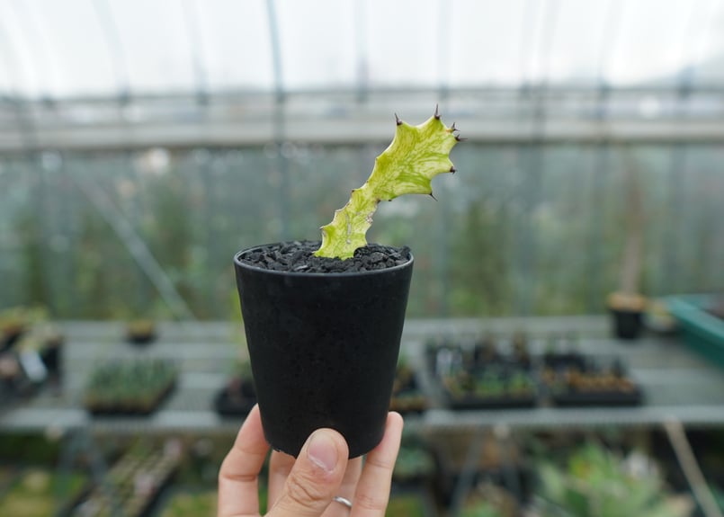 ユーフォルビア イエローゴースト Euphorbia lactea Yellow