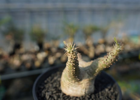 パキポディウム マカイエンセ　Pachypodium makayense　No.6
