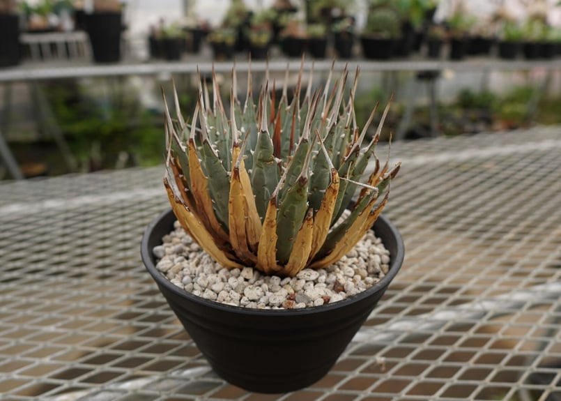 アガベ ユタエンシス Agave uthaensis NO.4 | mana's farm:塊