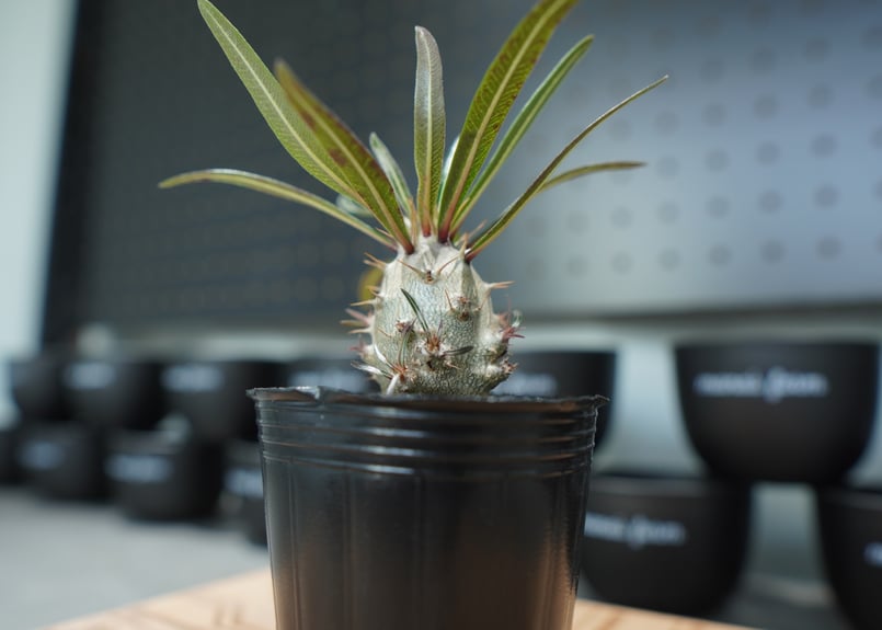 パキポディウム グラキリス 沖縄実生株 No.1 | mana's farm:塊根植物